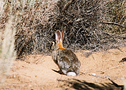 [The back left-side view of this rabbit family member which has large upright ears on its head. It has large, somewhat bulging, eyes and fur in shades of dark brown. It sits on the dirt ground with brushy vegetation only a foot or so away.]